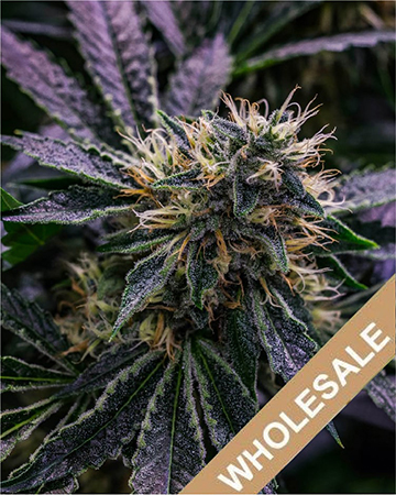 Shop for Wholesale Harle Tsu Feminized Cannabis Seed