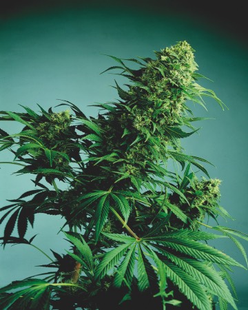wholesale Sweet Tooth Feminized Cannabis Seed