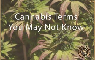 cannabis terms you may not know