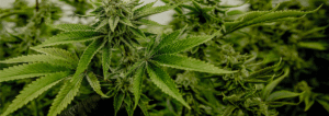everything-auto-flowering-seeds-banner