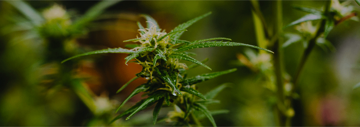 everything-cannabis-seed-banks-banner