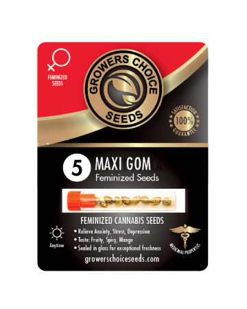 buy Maxi GoM Feminized Cannabis Seeds