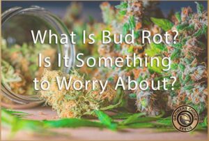 is bud rot something to worry about