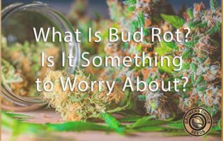 is bud rot something to worry about