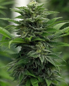 shop-premium-Mango-Seeds
