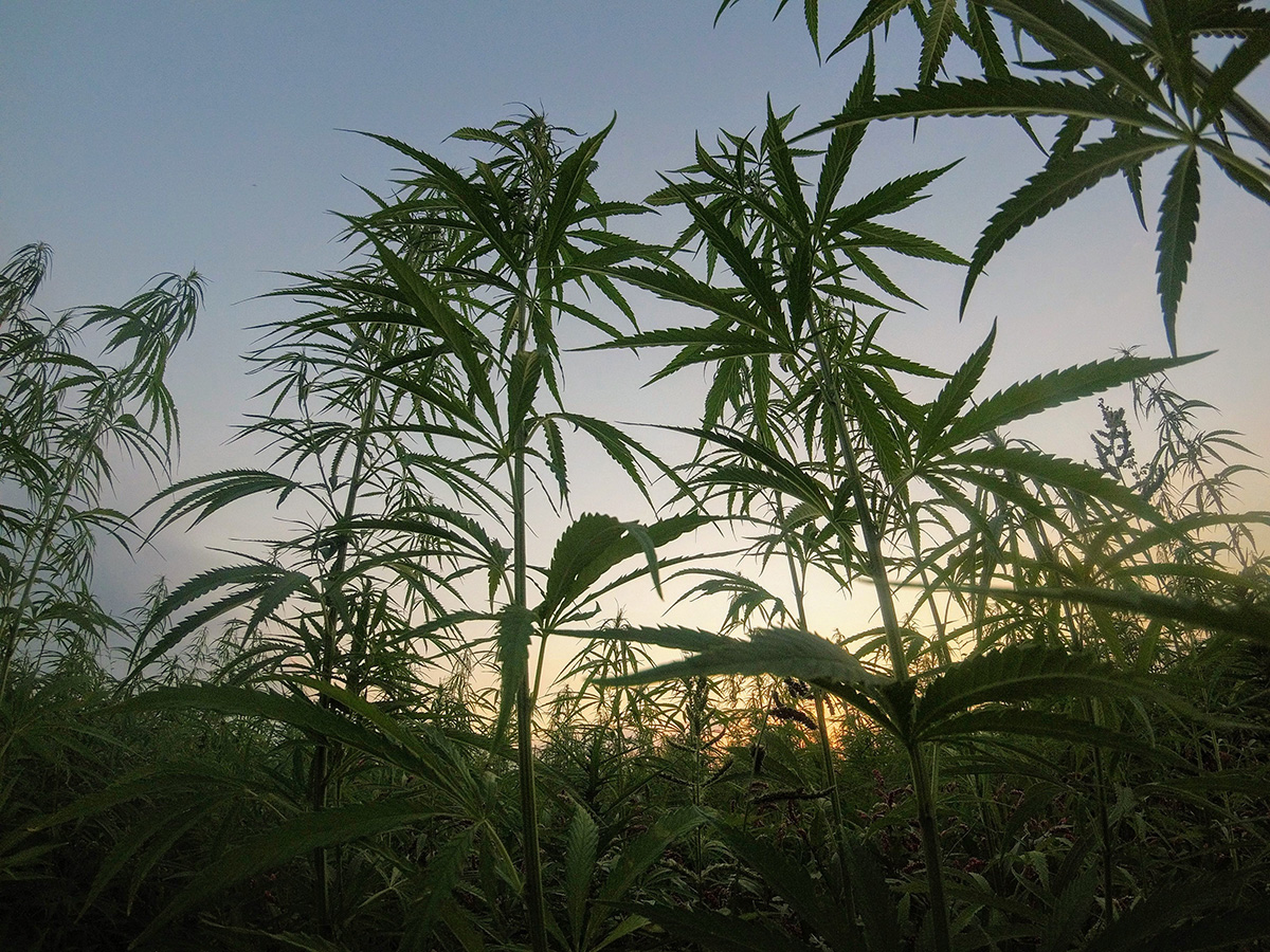 top-strain-experience-in-columbia