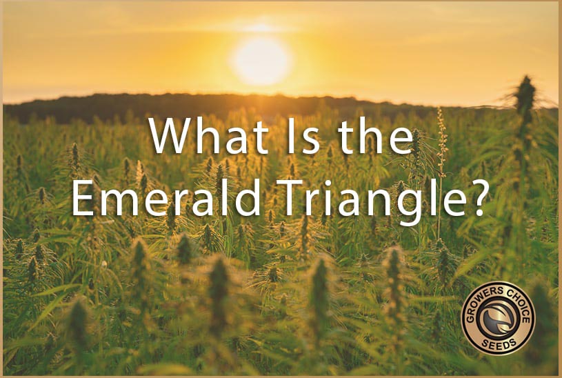 what is the emerald triangle