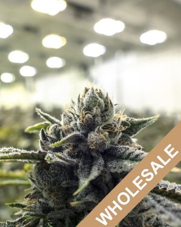 wholesale Maxi GoM Feminized Cannabis Seeds