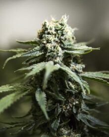dickie cannabis seeds growing into moby dick cannabis