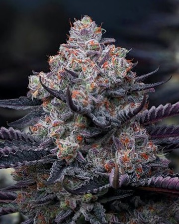 wholesale Platinum Kush Feminized Cannabis Seeds