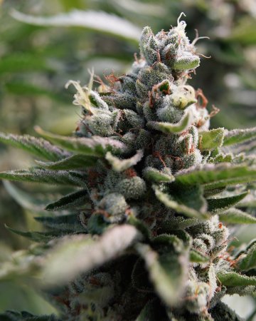 wholesale tahoe OG kush Feminized Cannabis Seeds on sale