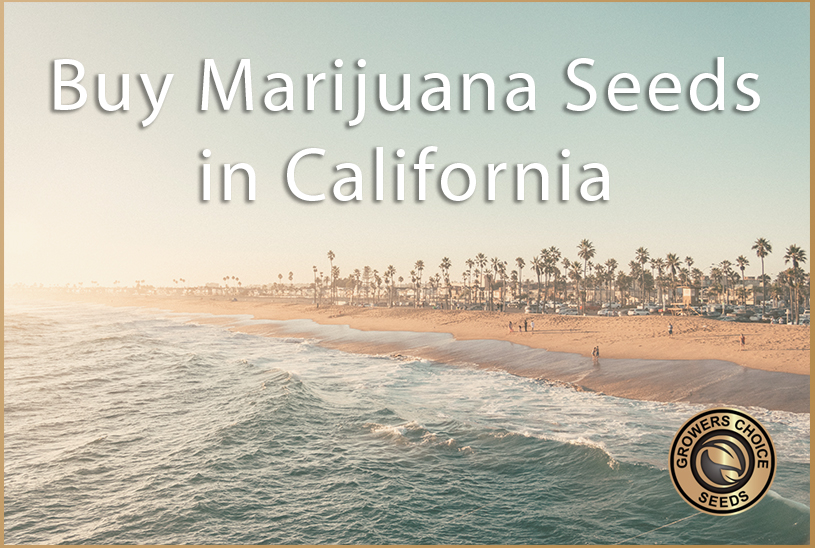 Buy Marijuana Seeds in California