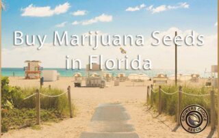 Buy some marijuana seeds in Florida today
