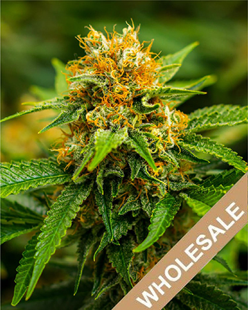 Buy Wholesale Valentine X CBD Medical Feminized Cannabis Seeds