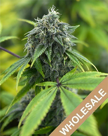 Buy Wholesale Warlock Feminized Cannabis Seeds