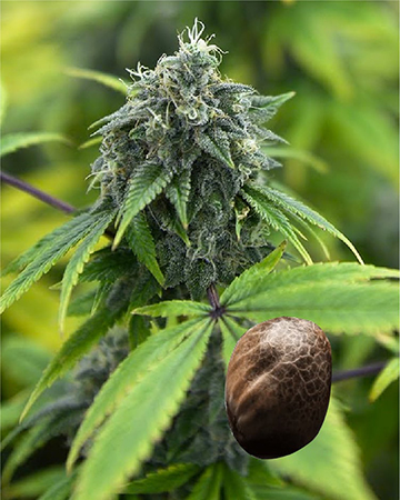 Purchase Wholesale Warlock Feminized Cannabis Seeds