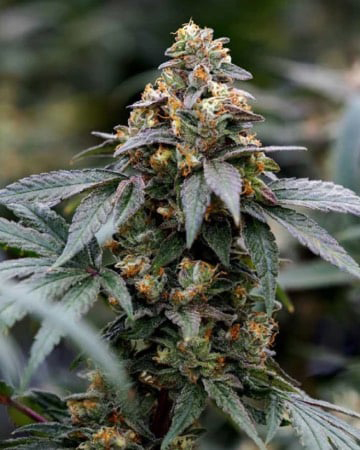 Black Mamba marijuana plant grown from good quality Black Mamba cannabis seeds