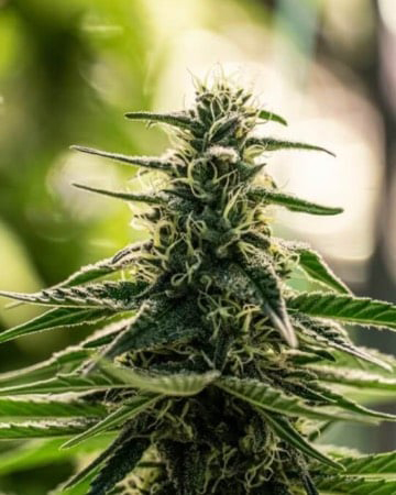Shop For Order Pennywise Feminized Cannabis Seeds