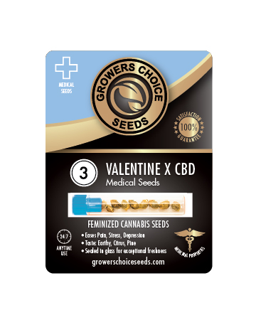 Shop For Valentine X Feminized Cannabis Seeds 3 Pack