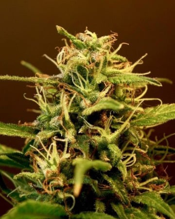 Shop Painkiller XL Feminized Cannabis Seeds