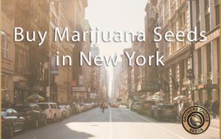 buy marijuana seeds in new york