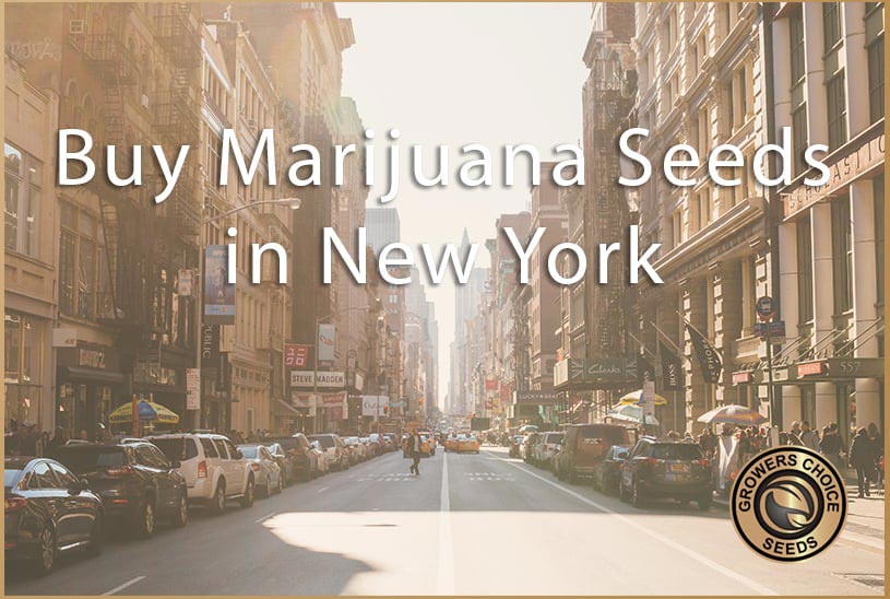 Buy Marijuana Seeds in New York