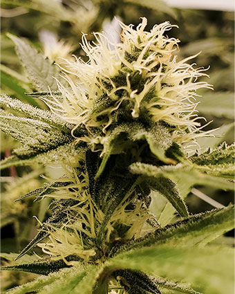 everything-autoflowering-cannabis-seeds-content