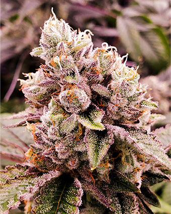 everything-feminized-cannabis-seeds-content