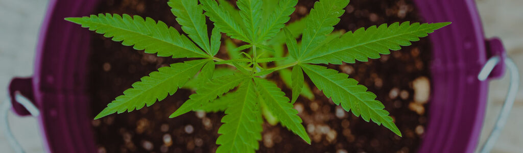 everything-germinating-cannabis-seeds-landscape