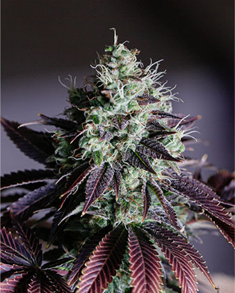 everything-purple-power-cannabis-seeds-content