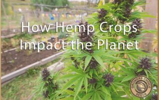 how hemp crops impact the planet