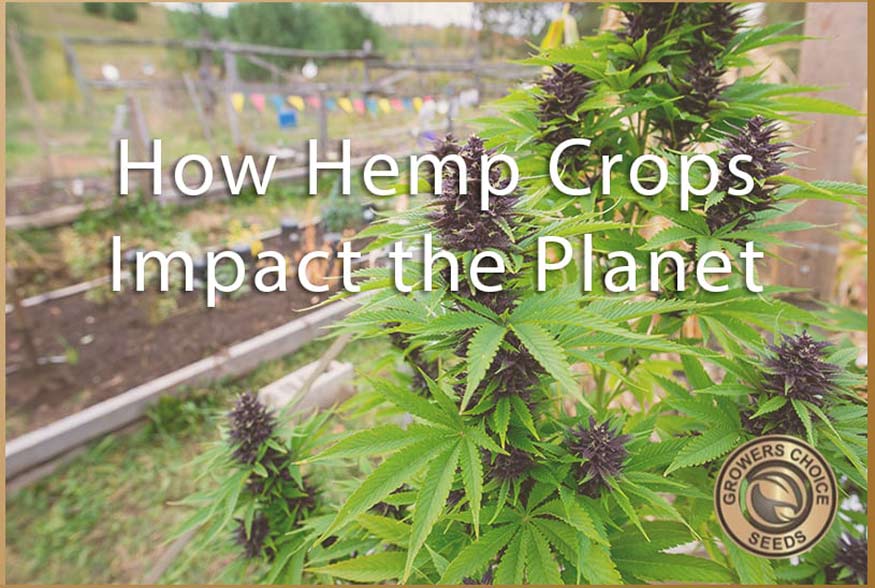 how hemp crops impact the planet