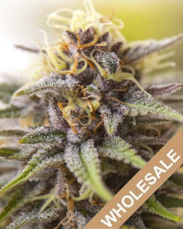 wholesale wholesale Amherst Diesel Feminized Cannabis Seeds