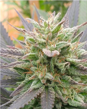 Dopamine Seeds Weed Flower for Sale