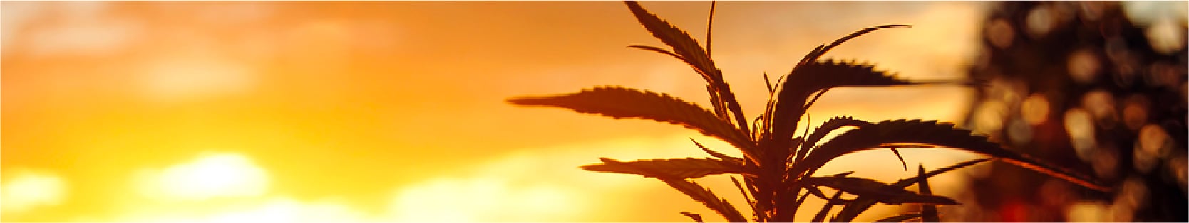 Buy Feminized Marijuana Seeds