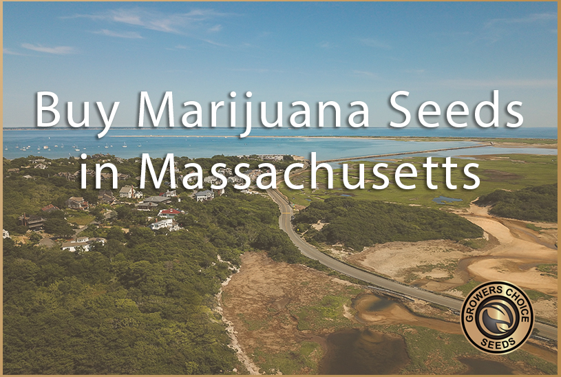 Buy Marijuana Seeds in Massachusetts