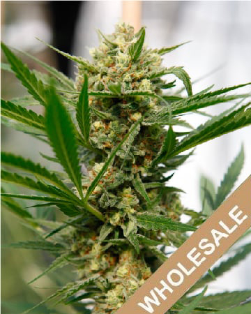 Buy Wholesale Avidekel Feminized Cannabis Seeds On Sale