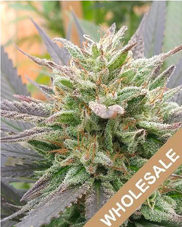 Buy Wholesale California Love Feminized Cannabis Seed On Sale