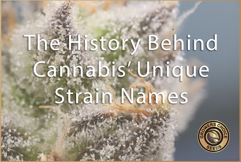 Where Do Cannabis Names Come From?