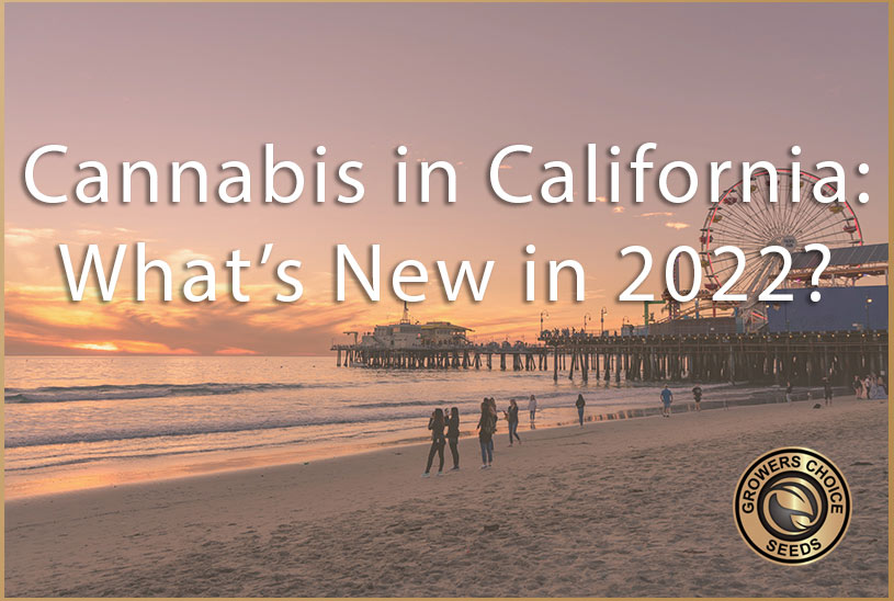 Cannabis for California