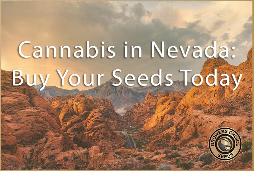 Cannabis in Nevada — Buy Weed Seeds Online Today