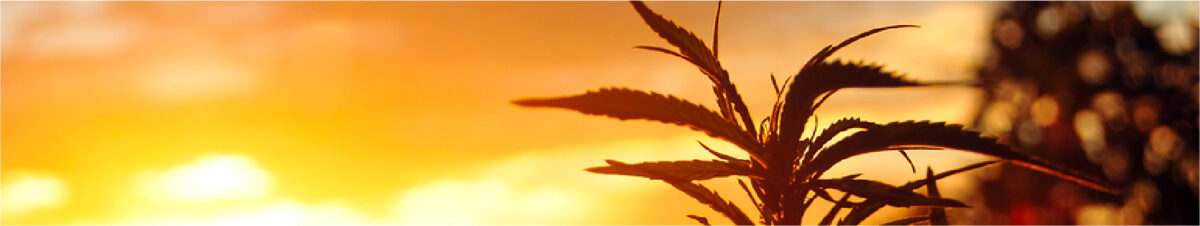 buy New York State Marijuana Seeds