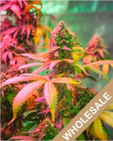 Purchase Wholesale Orange Kush Feminized Cannabis Seeds For Sale