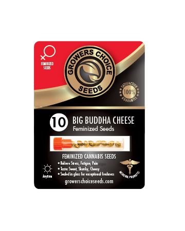 Shop For Big Buddha Cheese Feminized Cannabis Seeds 10 Pack