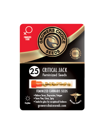 Shop For Critical Jack Feminized Cannabis Seeds On Sale 25 Pack