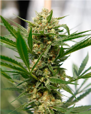 Shop For Get Avidekel CBD Medical Feminized Cannabis Seeds