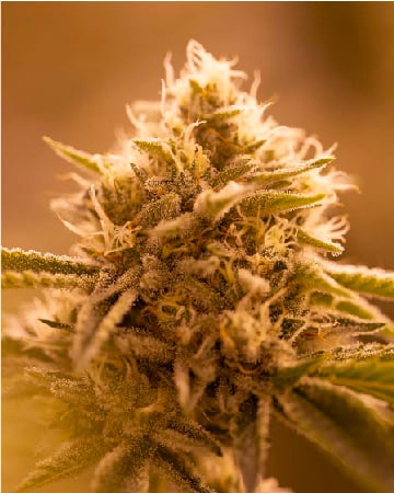 Shop For Sweet And Sour Widow Feminized Cannabis Seeds