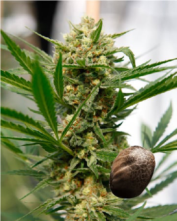 Shop For Wholesale Avidekel Feminized Cannabis Seeds On Sale