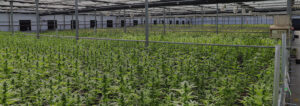 everything-best-way-to-germinate-cannabis-seeds-banner