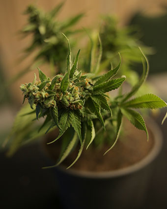 everything-when-to-harvest-marijuana-content